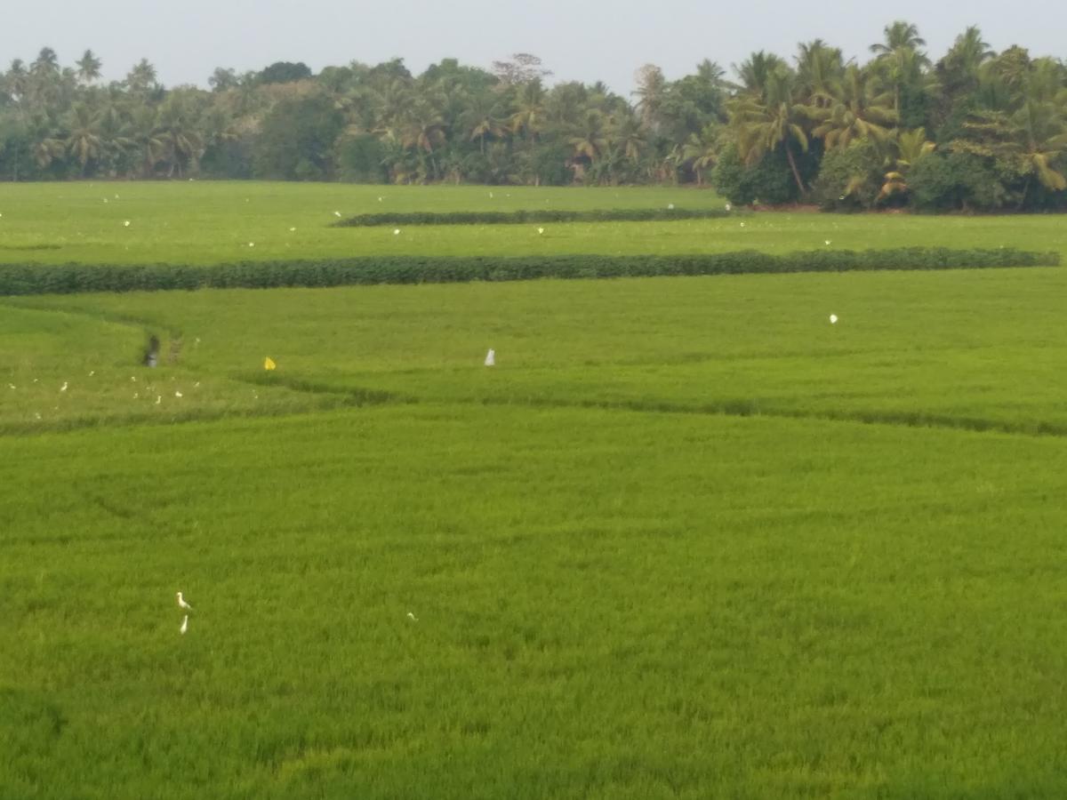 Beach Paradise Alappuzha Bagian luar foto
